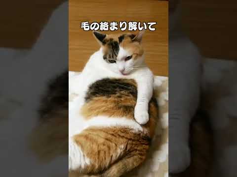 猫の動画サムネイル - 猫あるあるソング「飾りじゃないのよ前歯ははっはー」#前歯かわいいし機能的
