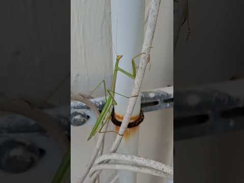 Green mantis #animals #mantis #insects #prayingmantis