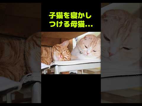 子猫を寝かしつけて母猫...#shorts
