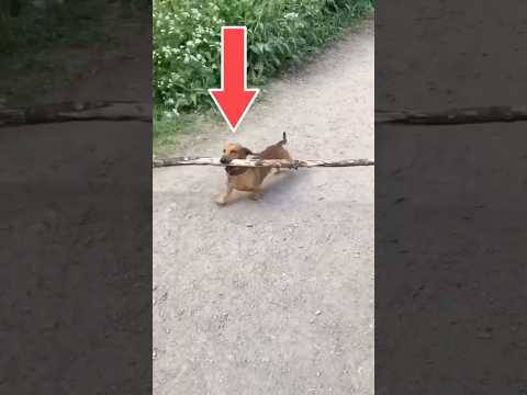 This Little Dog Just Stole the Show! 😂🐾