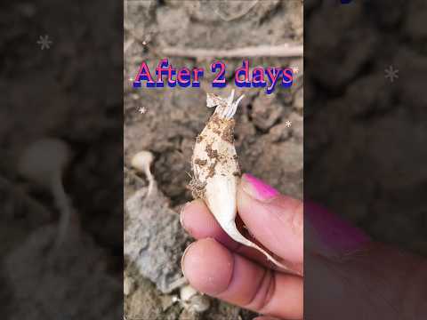 यह बहुत ही जल्दी उग जाता हैं #garden #gardening #terracegarden #ytshort