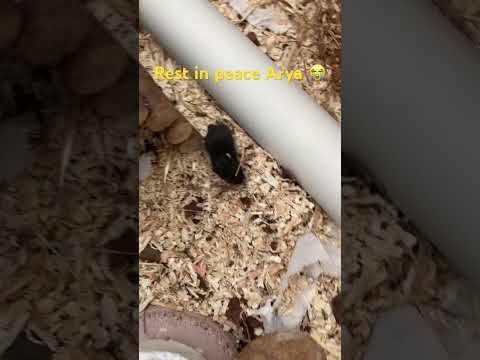 #arya #hamster #death #got