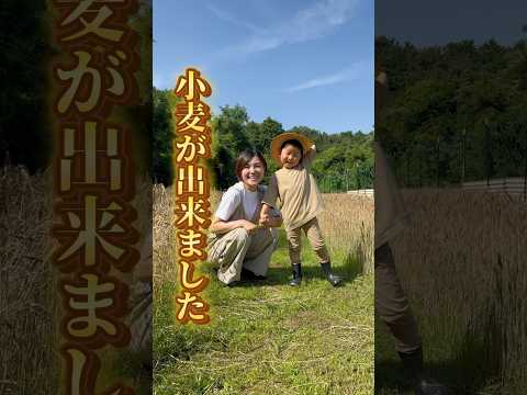 自家製小麦が出来ました✨