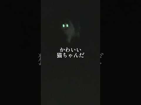 柴犬と可愛いネコちゃんとミサキとカズマ サムネイル
