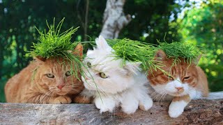 動画サムネイル