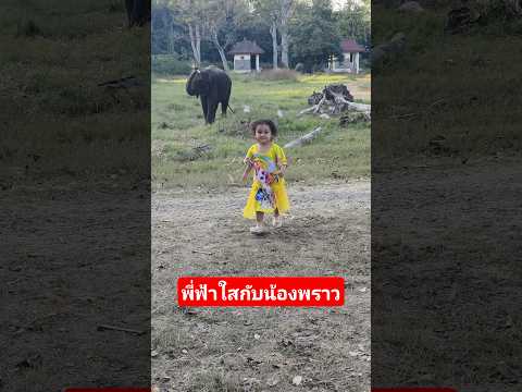 น้องพราวมาหาพี่ฟ้าใส #kidsmesong #ช้าง #ช้างแสนรู้ #ช้างสุรินทร์ #ช้างไทย #elephant #รักช้าง