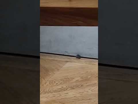 Ratatouille au Louvre ! #louvre #rat #parisien #parisian