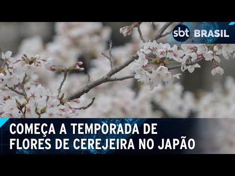 Temporada das flores de cerejeiras marcam importante momento no Japão | SBT Brasil (11/04/24)
