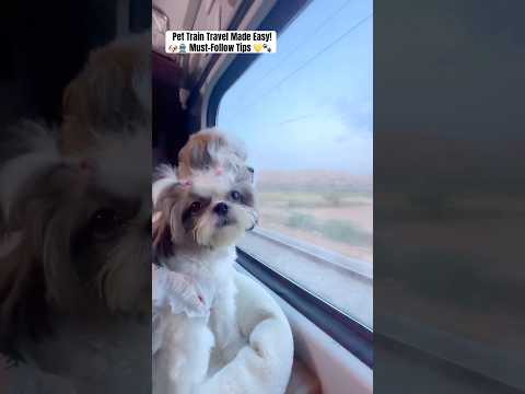 Fur Baby On Train 🚆💛 | Cute + Helpful Pet Travel Tips 🐾✨#travel #ytshorts #pets #travelvlog #yt