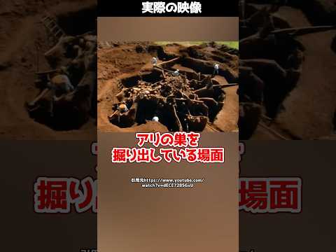 【衝撃】数百万匹のアリが作った超巨大地下都市がすごすぎた…!#shorts