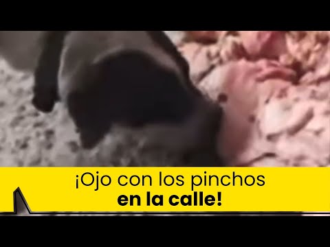 Mota, la carne barata y en mal estado con la que harían pinchos y empanadas en la calle