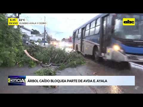 Árbol caído bloquea parte de la avenida Eusebio Ayala