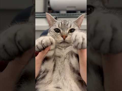 猫の動画サムネイル - 寝起きマンチカンを愛でる飼主たちwww #shorts #猫 #cat