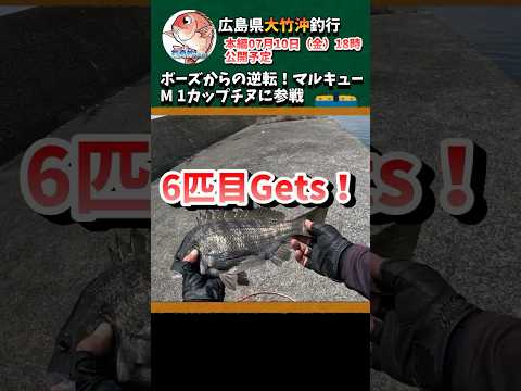 ボーズからの逆転!初の広島でマルキューM 1カップチヌに参戦#shorts