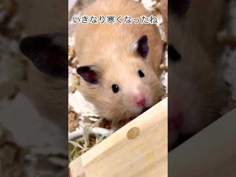 相変わらずかわいい三兄弟😍#shots #cat #好きな子猫 #モフ猫 #hamster #子ネコ #ハムスター #キンクマ #ロボロフスキー #ハチワレ #かわいい 、