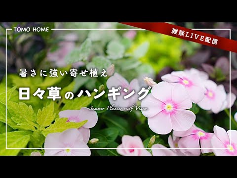 【7/5 21:30〜】暑さに強いニチニチソウのハンギングを作ろう【雑談生配信】