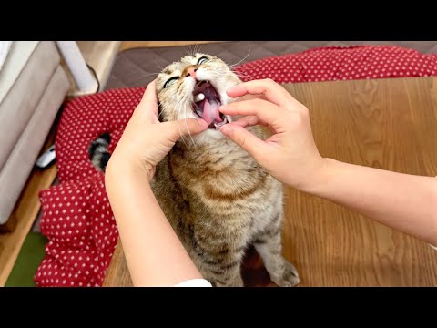 猫に大きすぎる薬を飲ませたら大変なことになった…！