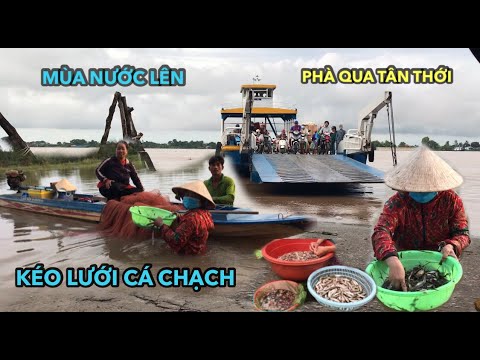 BẤT GẶP NGƯ DÂN KÉO LƯỚI CÁ CHẠCH, QUA PHÀ SANG CHỢ TÂN THỚI SÁNG CN, CHẠNH LÒNG, QUÁ ĐÁNG THƯƠNG..