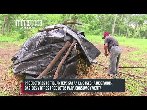 Campesinos de Ticuantepe cosechan frijoles «rojinegros» y otros productos - Nicaragua