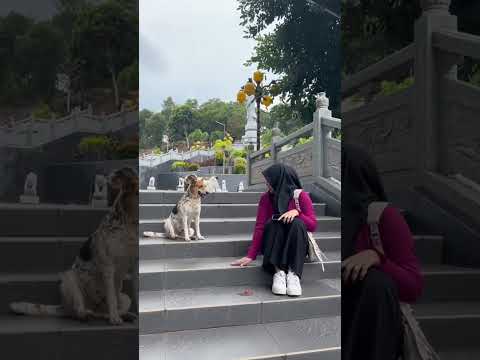 😍😍 so cute #shortvideo #animalintelligence #dog #dogshorts #doglove #doglife #shorts #foryou #dogs