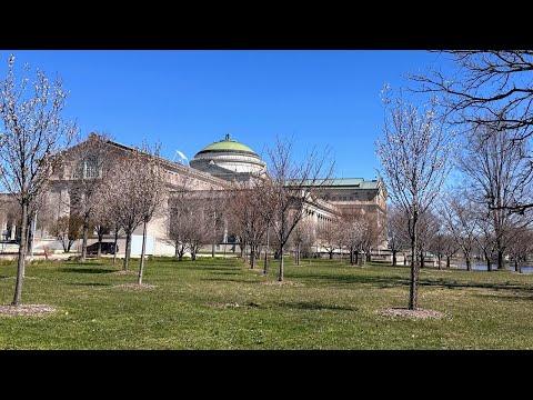 2024 Cherry Blossom Trees in Jackson Park & More