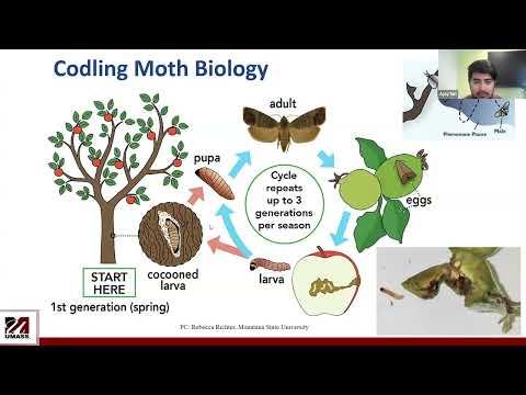 Eco-Friendly IPM Approaches for Codling Moth Management