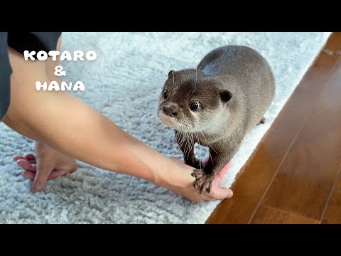数日ぶりに帰宅したらカワウソ達がまさかの行動に Otters Run for Their Lives and Hide When Owner Comes Home!
