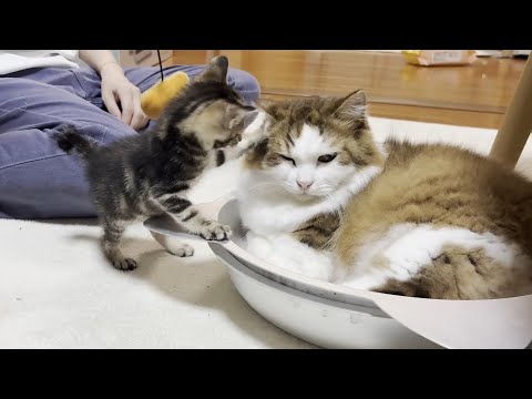 猫の動画サムネイル - 子猫にテシテシされても動じない心優しい猫