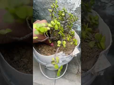 Magic of gardening 🌱🪴👌👍🙏 || #garden #plants #flowers #vlog #terracegarden #shortsfeed #shorts