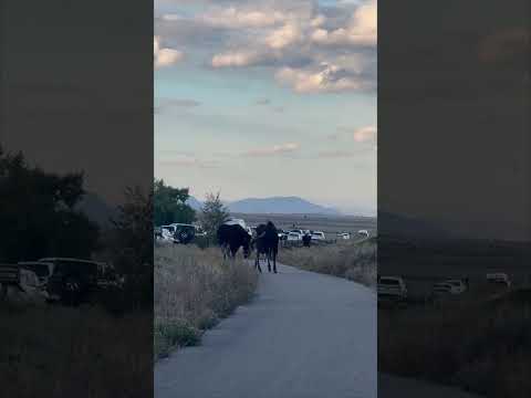 Bull Moose Spar and Lock Antlers While Wrestling on Grand Teton Road