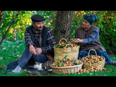 Medlar Harvesting and Canning for Winter | Outdoor Cooking