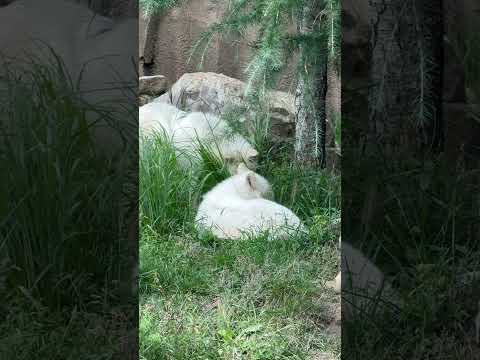 那須どうぶつ王国で体験！パパと娘のサラダバーとホッキョクオオカミの様子 サムネイル