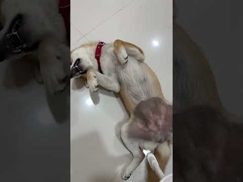 Deep cleaning this nonchalant queen 😂🐶 #shiba #shibainu #dog #puppy #theshibedoge