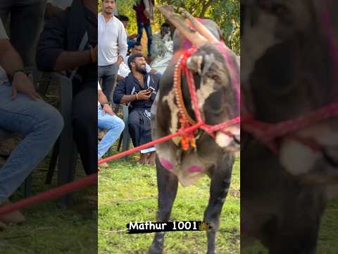 बिनजोड चा बादशाह 👑 मथुर 👑॥🔥🤴1001🤴🔥#maharashtra #king #of #king #1001 #trendingreels#viralvideo