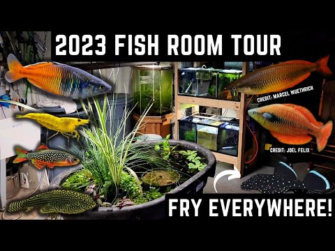HUGE FISH ROOM TOUR! TONS OF FRY! NEW GUPPY POND (30+ AQUARIUMS)