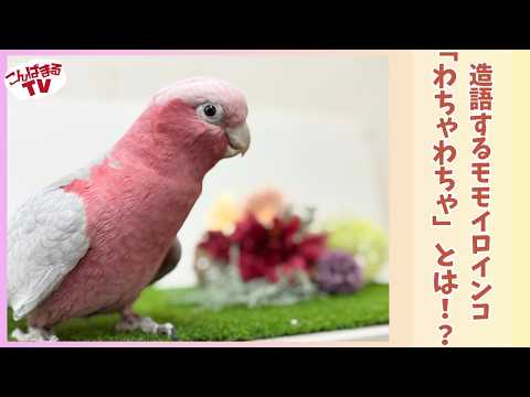 【こんぱまるＴＶ】横浜店　#23　造語するモモイロインコ「わちゃわちゃ」とは！？