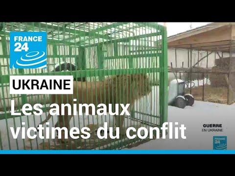 En Ukraine, les animaux aussi souffrent des conséquences de la guerre • FRANCE 24