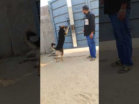 German shepherd 🌍 Smartest dog #smartestdog #intelligentdogbreeds #germanshepherd