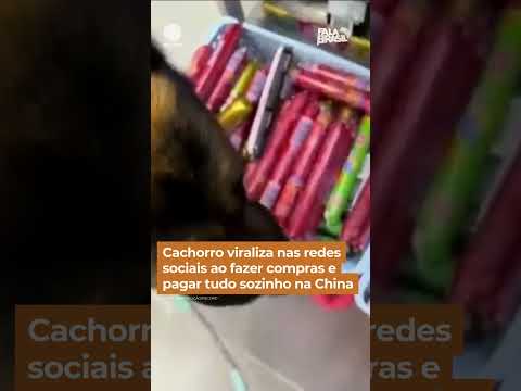 Cachorro viraliza nas redes sociais ao fazer compras e pagar tudo sozinho #falabrasil #shorts