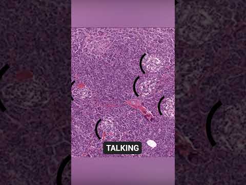 Understanding Pancreatic Islets: A Histology Overview