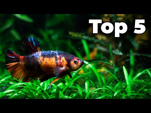 Top 5 Betta Tank Mates These are my top 5 favorite Betta tank mates!
💻Check Out Our Website! https_//www.bayareaaquatics