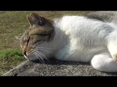 藤が浜地域猫君子2024 11 11a