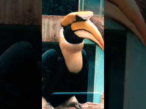 I Visited the World's Saddest Zoo