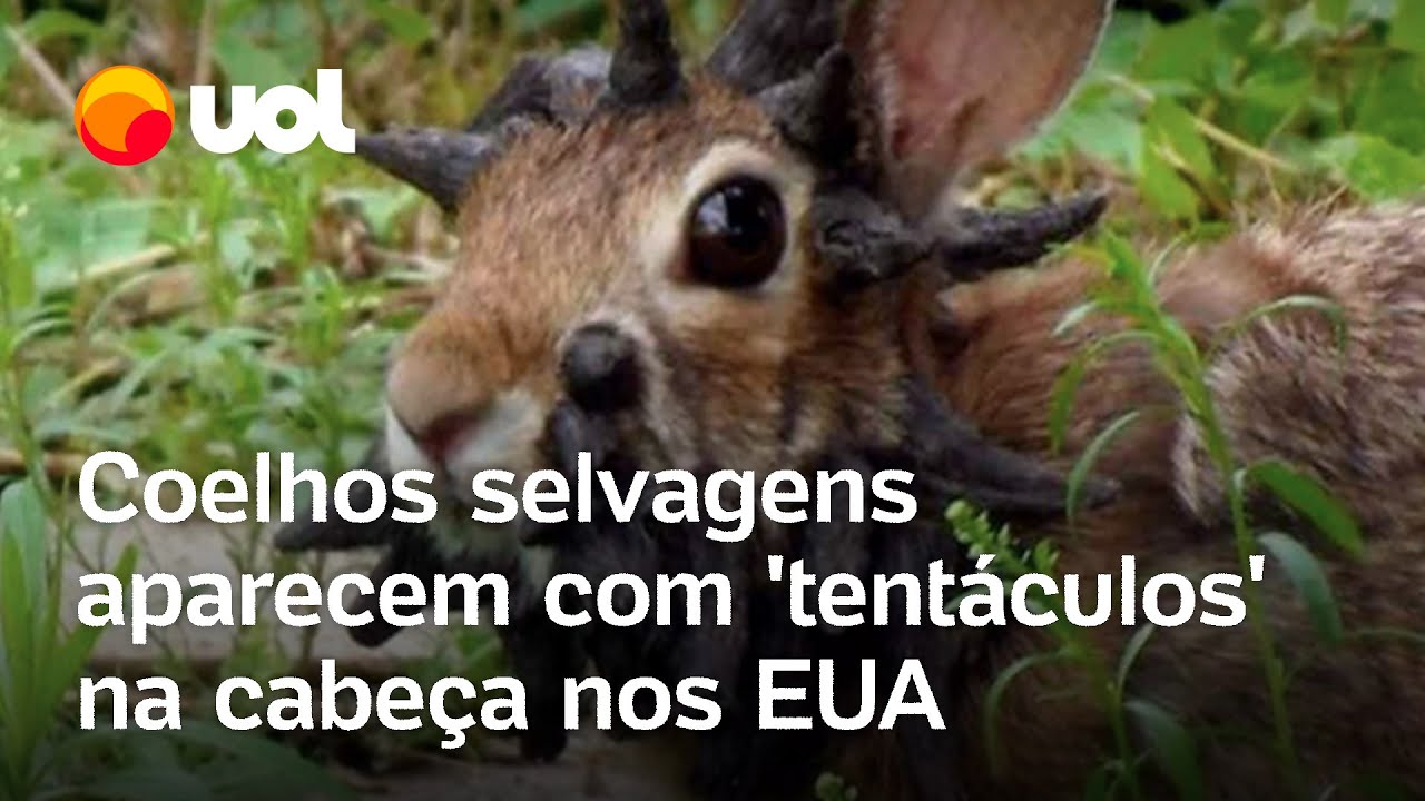 Coelhos com tentáculos assustam moradores nos EUA O que a ciência diz entenda