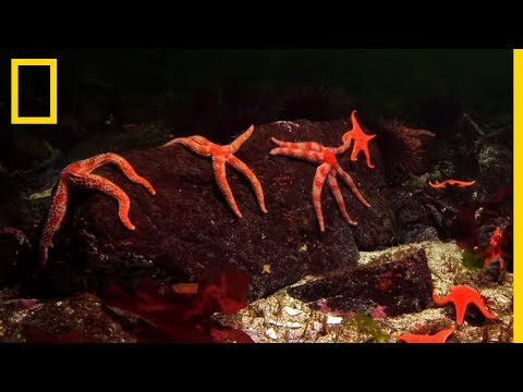Les étoiles de mer, prédatrices insoupçonnées