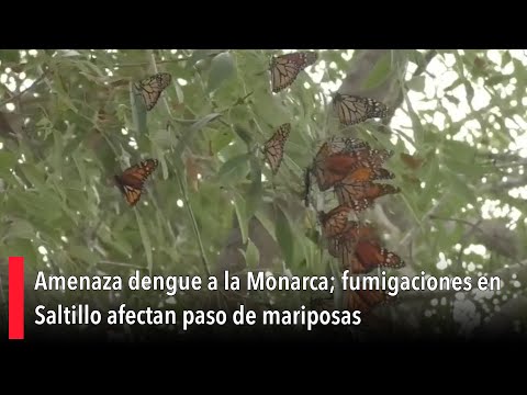 Amenaza dengue a la Monarca; fumigaciones en Saltillo afectan paso de mariposas