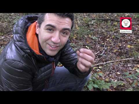 VLOG en foret + recette risotto trompettes de la mort Thermomix TM5