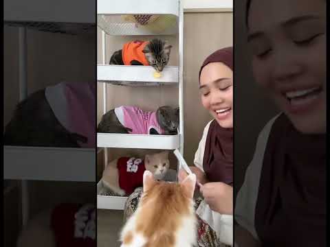 #semuaorang #kucing #pororo #fypシ #kucinglucu #fypシ゚viral #cat