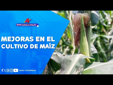 Instituto Nicaragüense de Tecnología Agropecuaria impulsa mejoras en el cultivo de maíz