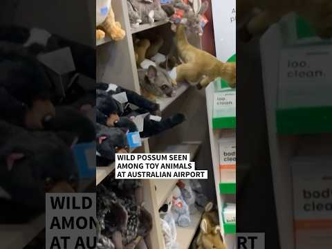 Wild possum found among toy animals at Australian airport | AFP